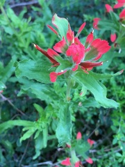 Castilleja martini martini