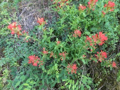 Castilleja martini martini