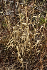 Amphicarpum amphicarpon