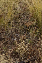 Amphicarpum amphicarpon