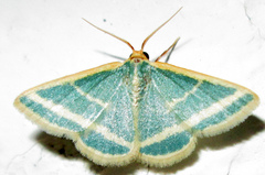 Mixocera frustratoria