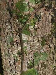 Nestegis montana