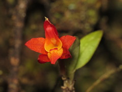 Fernandezia sanguinea
