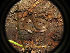 Atractus lasallei