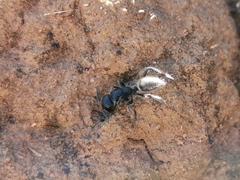 Calomyrmex albopilosus