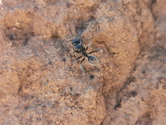 Calomyrmex albopilosus