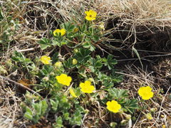 Potentilla incana