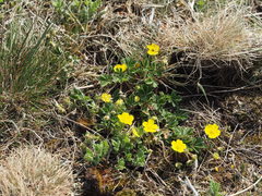 Potentilla incana