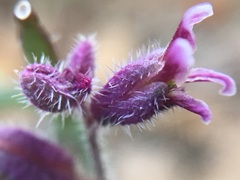 Streptanthus hispidus