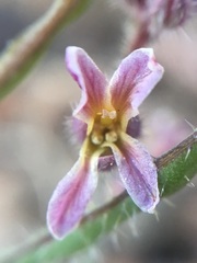 Streptanthus hispidus