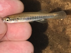 Fundulus olivaceus