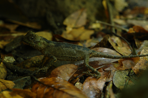 Acanthosaura coronata