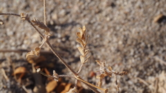 Kallstroemia californica