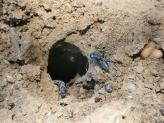 Calomyrmex albopilosus