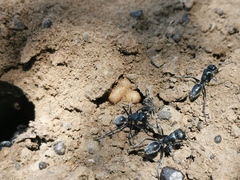 Calomyrmex albopilosus