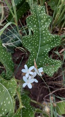 Cnidoscolus albomaculatus