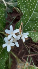 Cnidoscolus albomaculatus