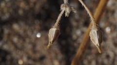 Kallstroemia californica