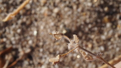 Kallstroemia californica