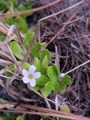 Bacopa monnieri image