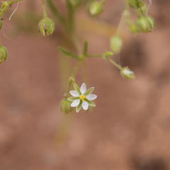 Spergularia diandra