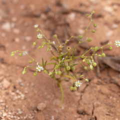Spergularia diandra
