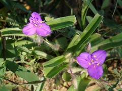 Tradescantia bracteata