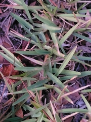 Eremochloa ophiuroides