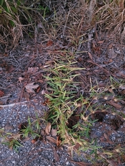 Eremochloa ophiuroides