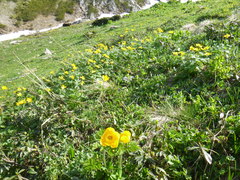 Trollius ranunculinus