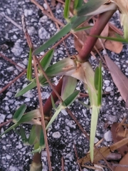 Eremochloa ophiuroides