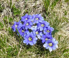 Gentiana dshimilensis