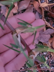 Eremochloa ophiuroides