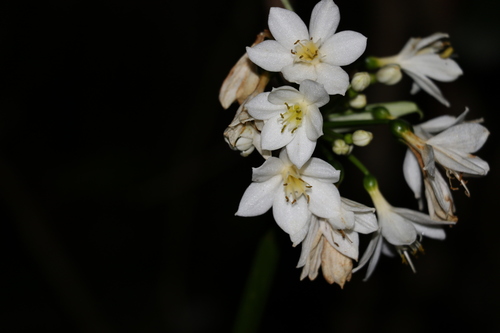 Proiphys cunninghamii (Aiton ex Lindl.) Mabb.