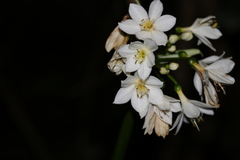 Proiphys cunninghamii