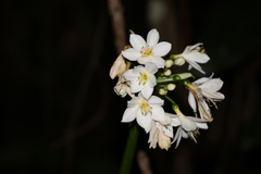 Proiphys cunninghamii