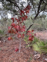 Quercus laevis image