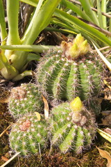 Parodia linkii