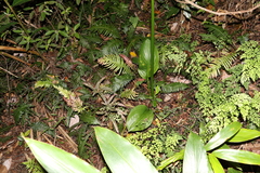 Proiphys cunninghamii