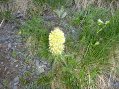 Pedicularis condensata