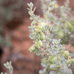 Atriplex vesicaria