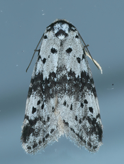 Thallarcha lechrioleuca