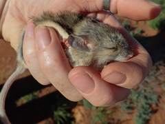 Pseudomys australis