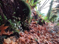 Galanthus reginae-olgae