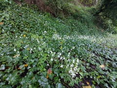 Galanthus reginae-olgae