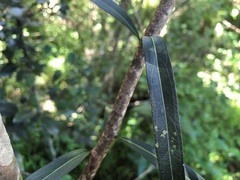 Notelaea microcarpa