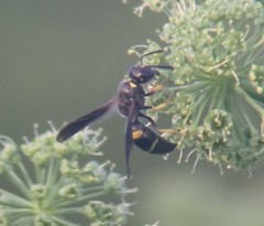 Ancistrocerus spinolae