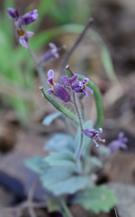 Streptanthus hispidus