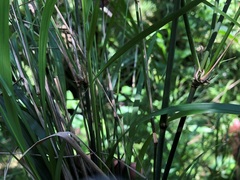 Austrostipa ramosissima