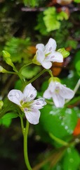 Cardamine dolichostyla